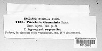 Puccinia graminis image
